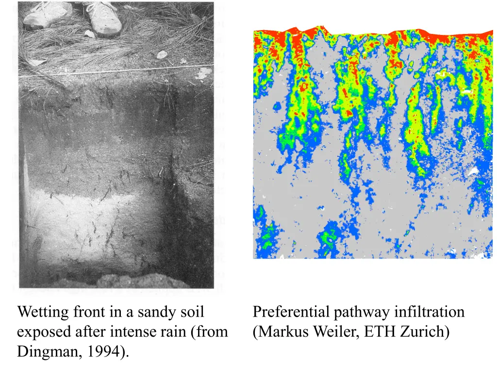 wetting front in a sandy soil exposed after
