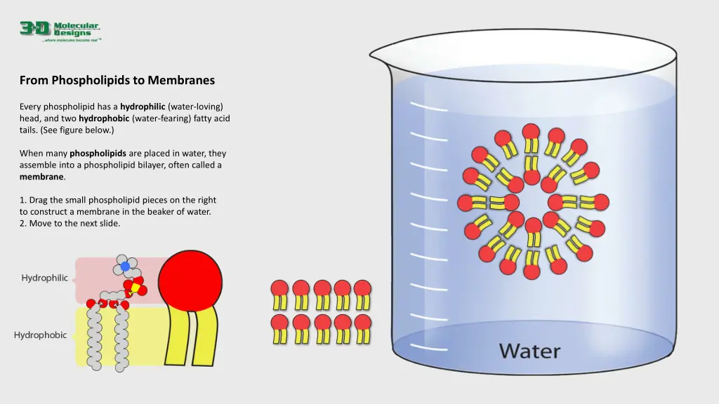 from phospholipids to membranes