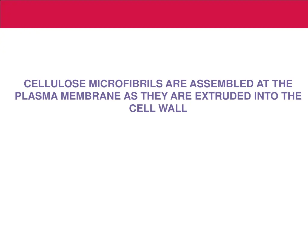 cellulose microfibrils are assembled