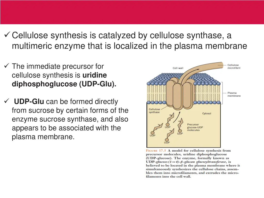 cellulose synthesis is catalyzed by cellulose