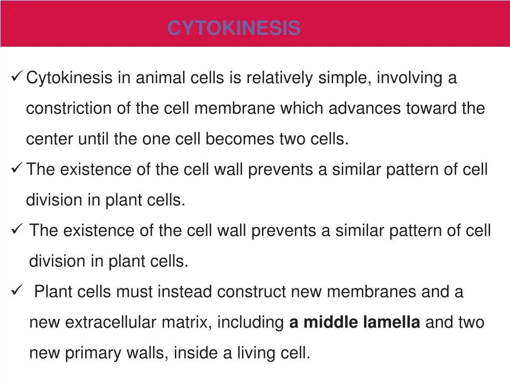 cytokinesis