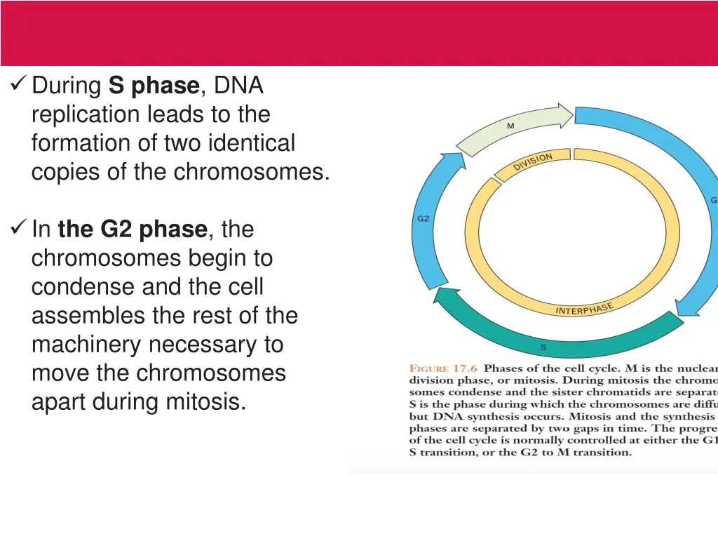 during s phase dna replication leads