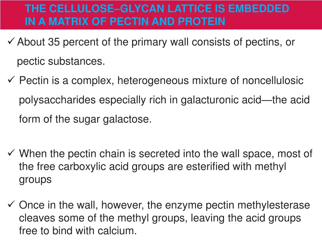 the cellulose glycan lattice is embedded