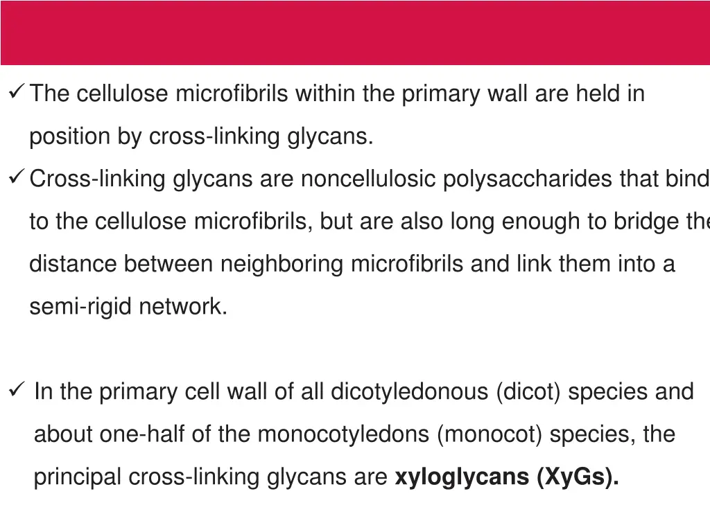 the cellulose microfibrils within the primary