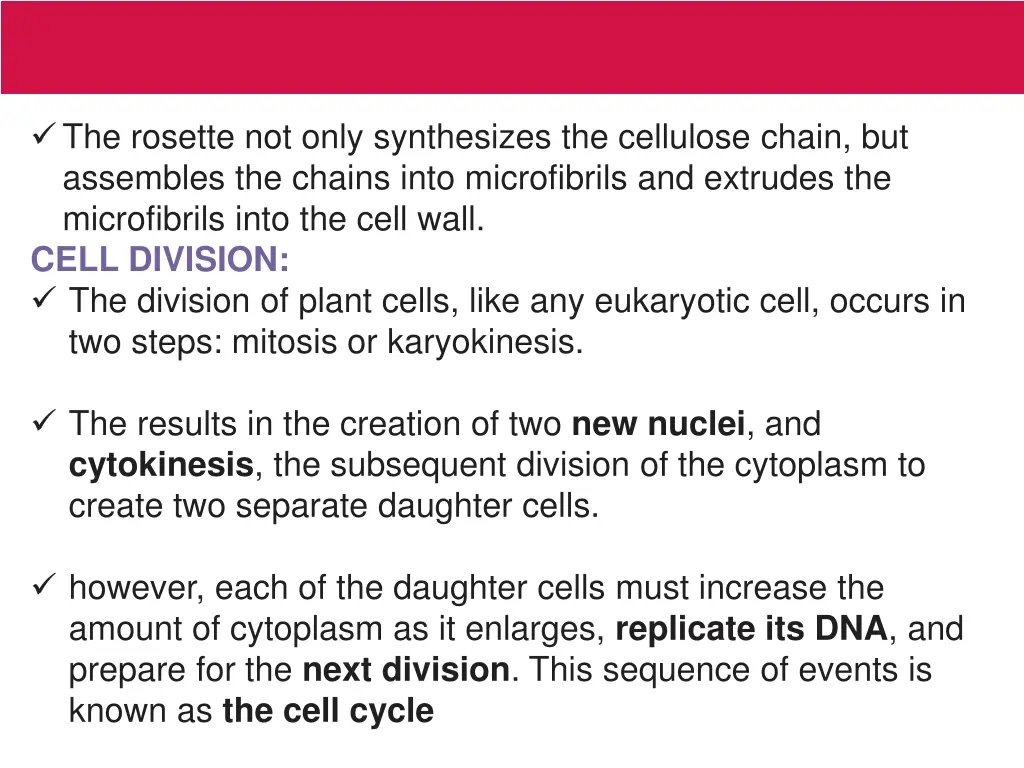 the rosette not only synthesizes the cellulose