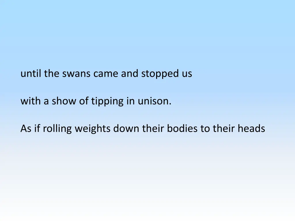 until the swans came and stopped us