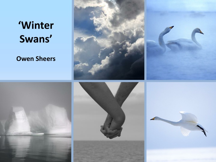 winter swans