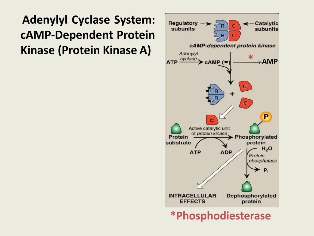 adenylyl cyclase system camp dependent protein