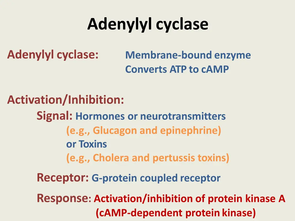 adenylylcyclase