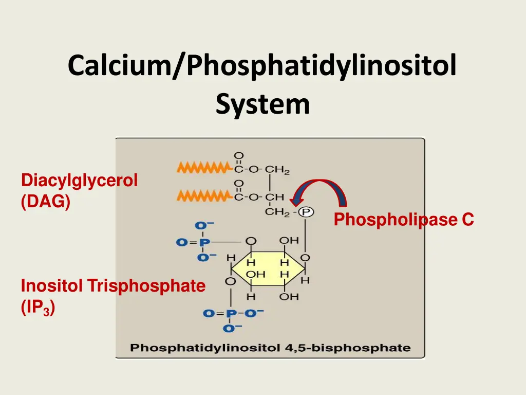 calcium phosphatidylinositol system 1