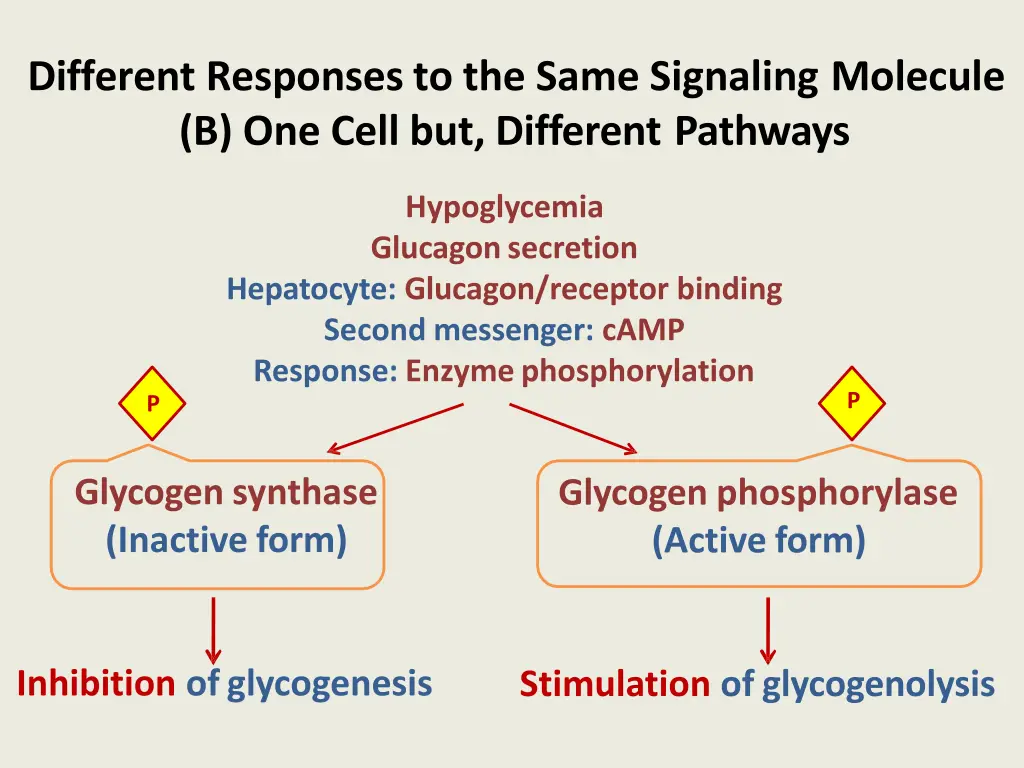different responses to the same signaling 1
