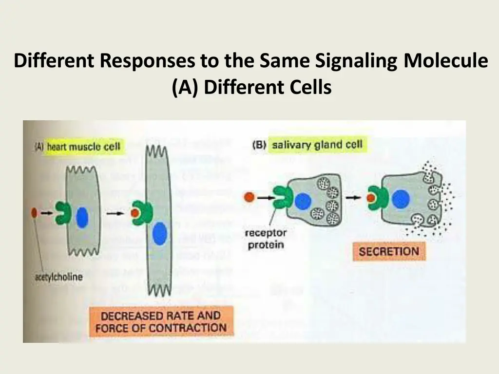 different responses to the same signaling