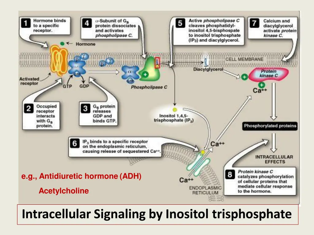 e g antidiuretic hormone adh