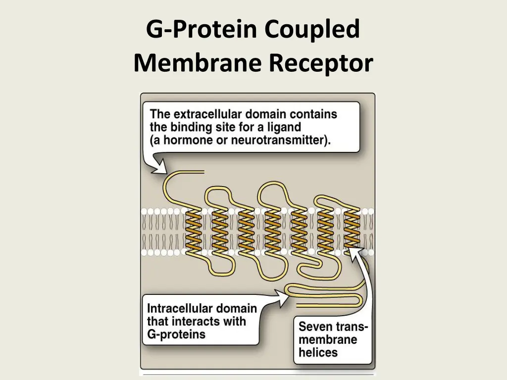 g protein coupled membrane receptor