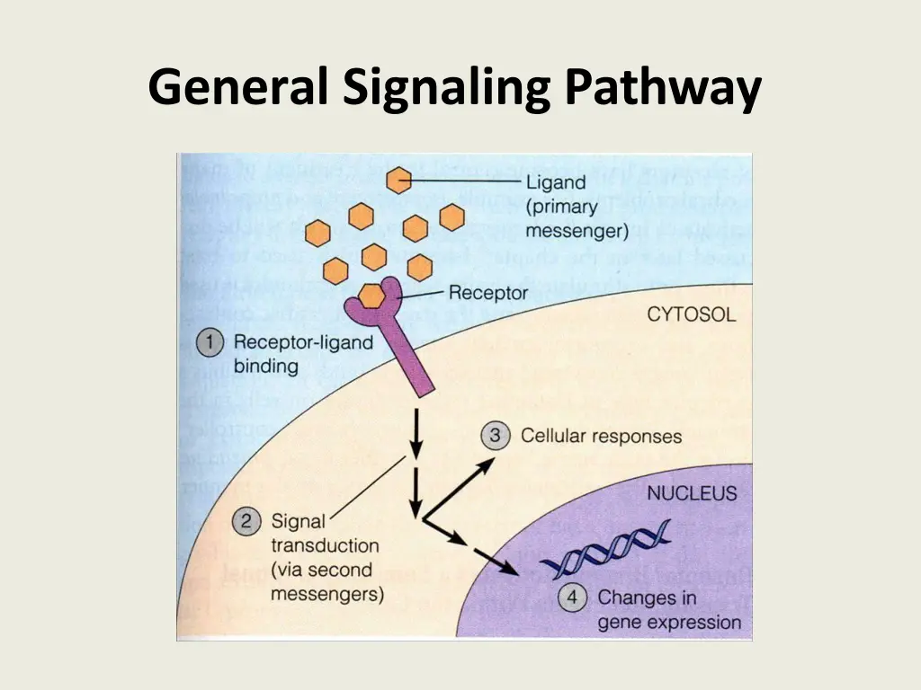 general signaling pathway