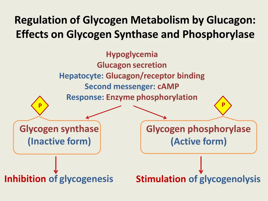 regulation of glycogen metabolism by glucagon