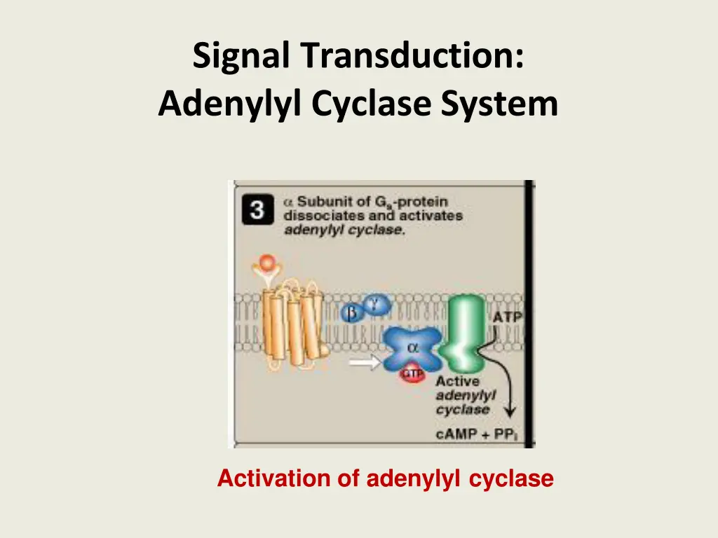 signal transduction adenylyl cyclase system 1