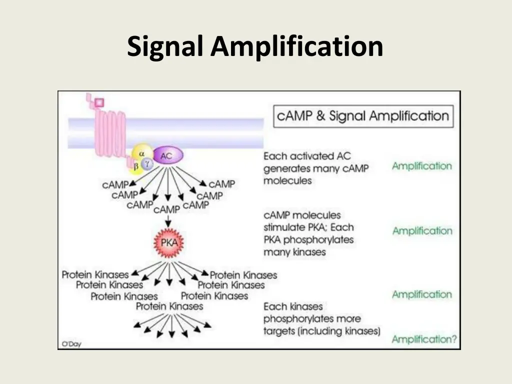 signalamplification