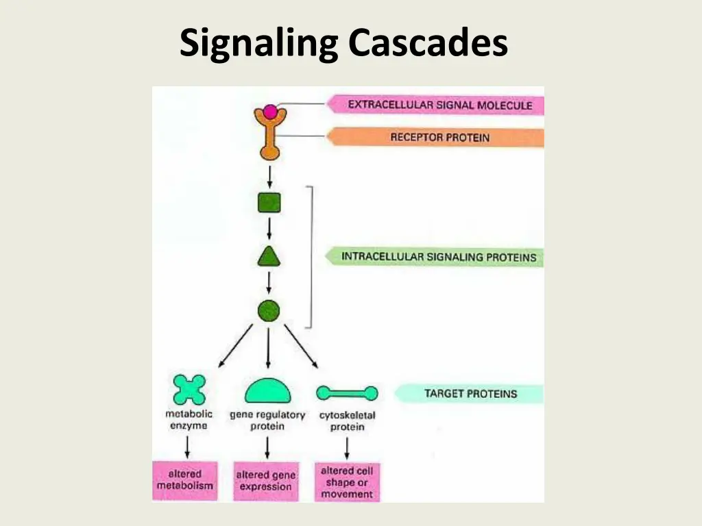 signaling cascades