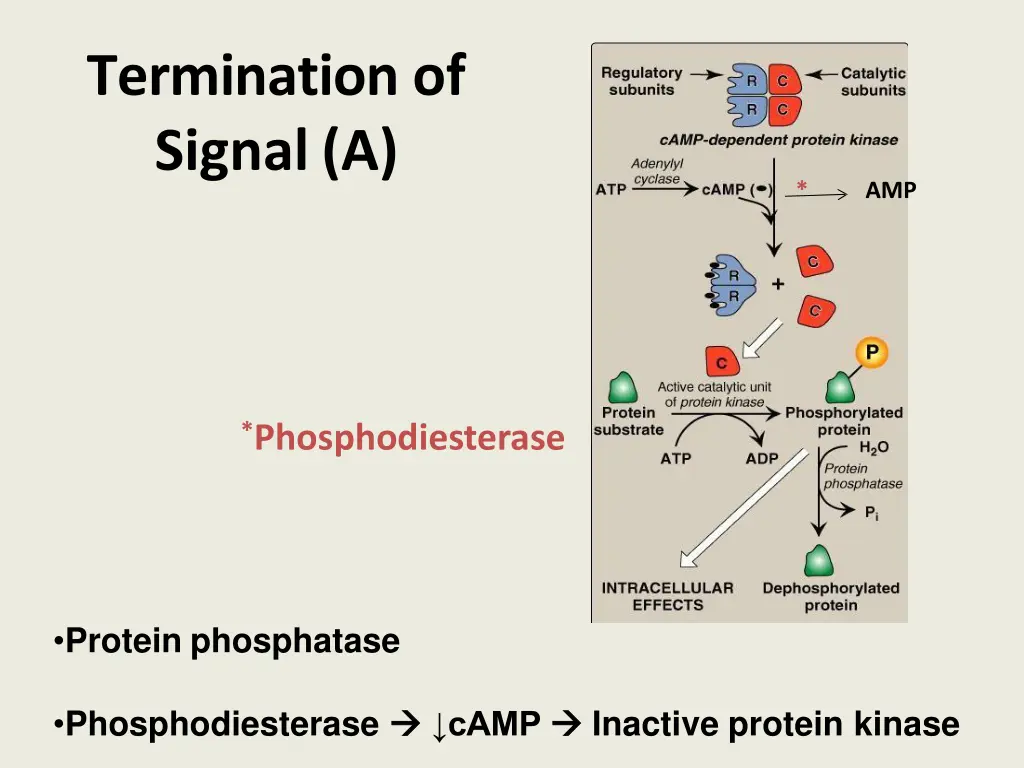 termination of signal a