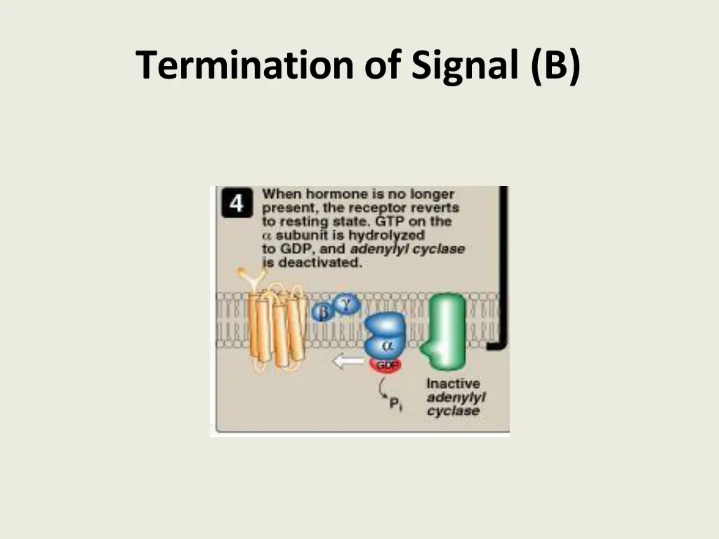 termination of signal b