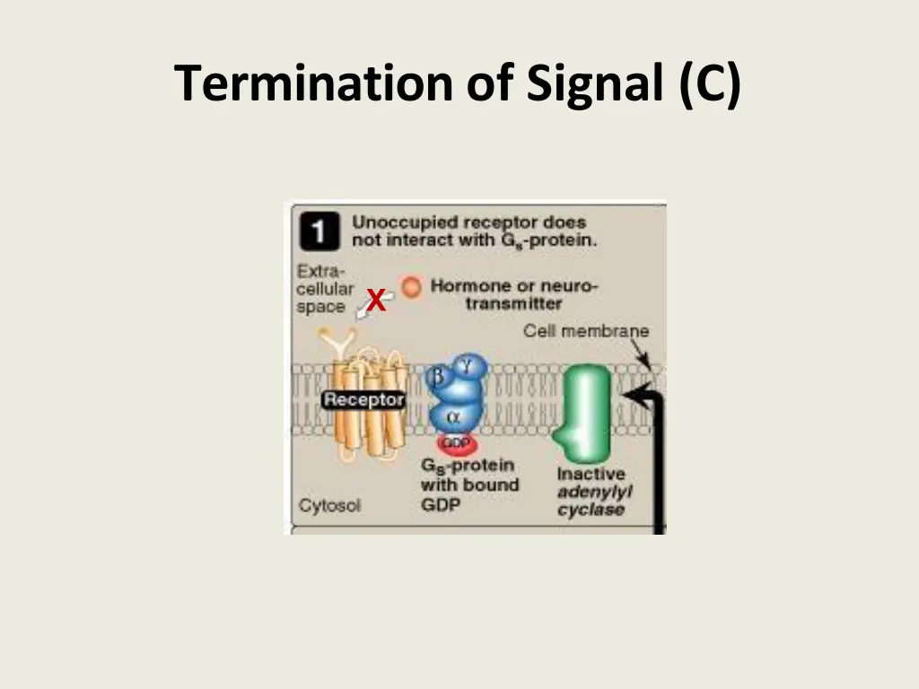 termination of signal c