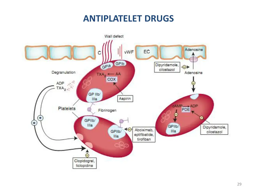 antiplatelet drugs