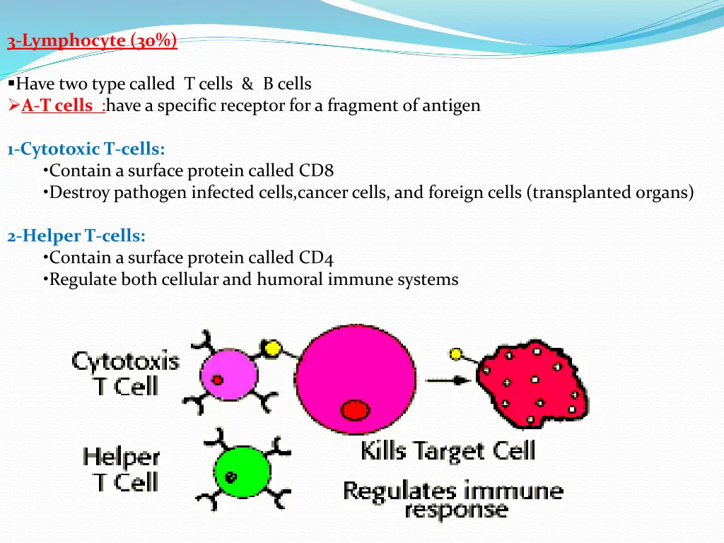 3 lymphocyte 30