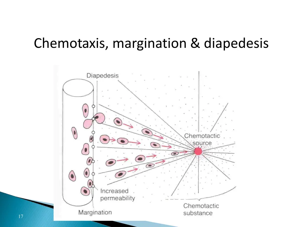 chemotaxis margination diapedesis