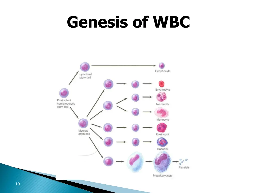genesis of wbc 1