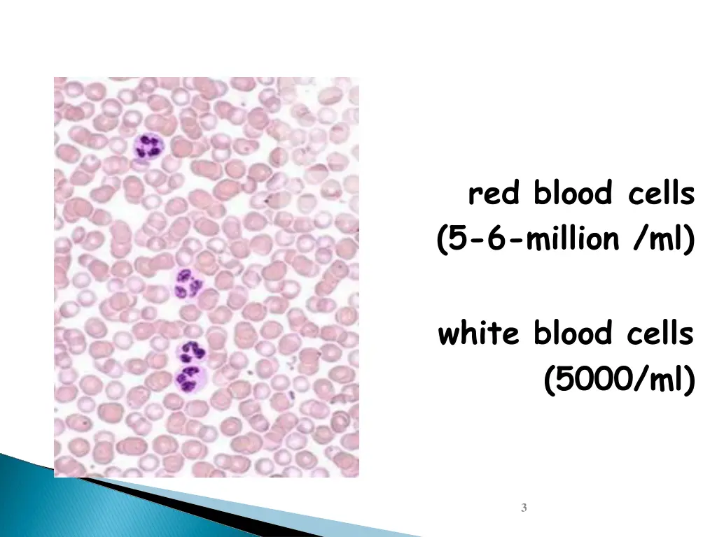 red blood cells 5 6 million ml