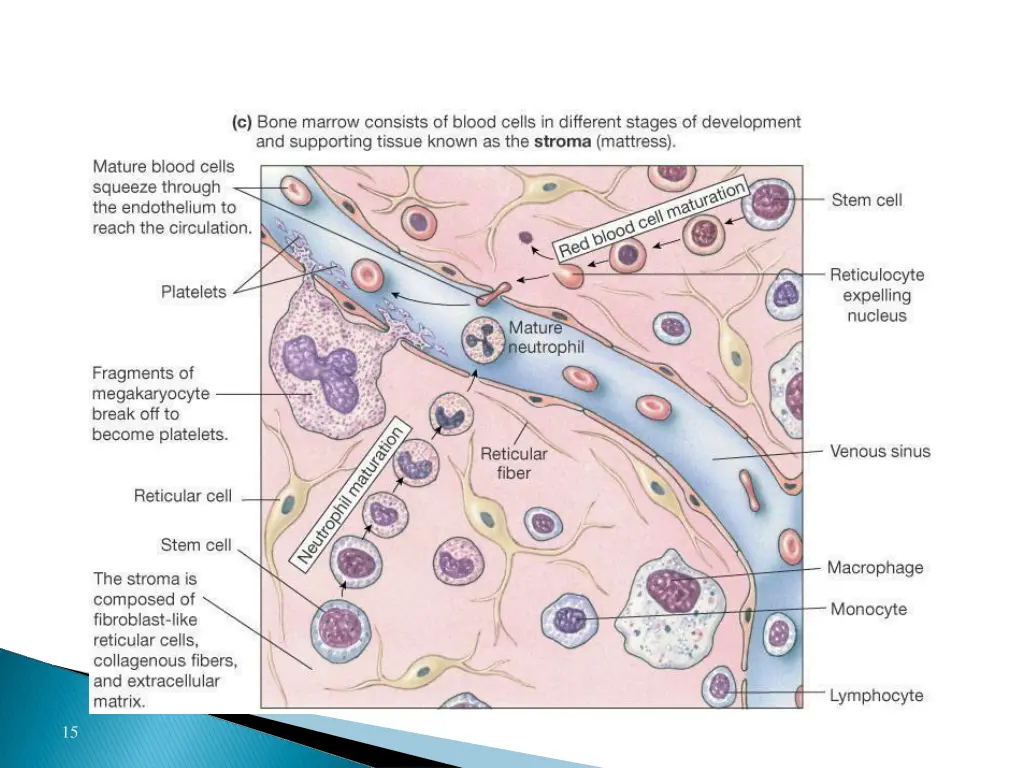 slide15