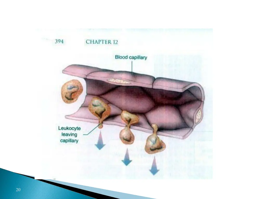 slide20