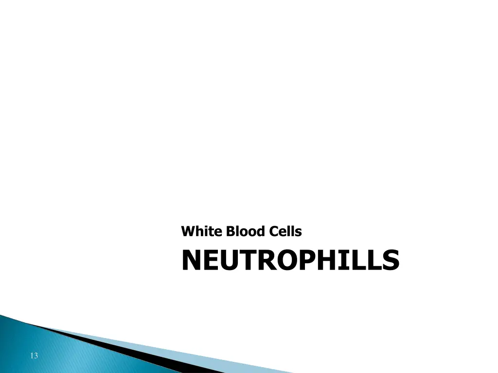white blood cells neutrophills