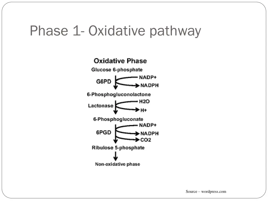 phase 1 oxidative pathway
