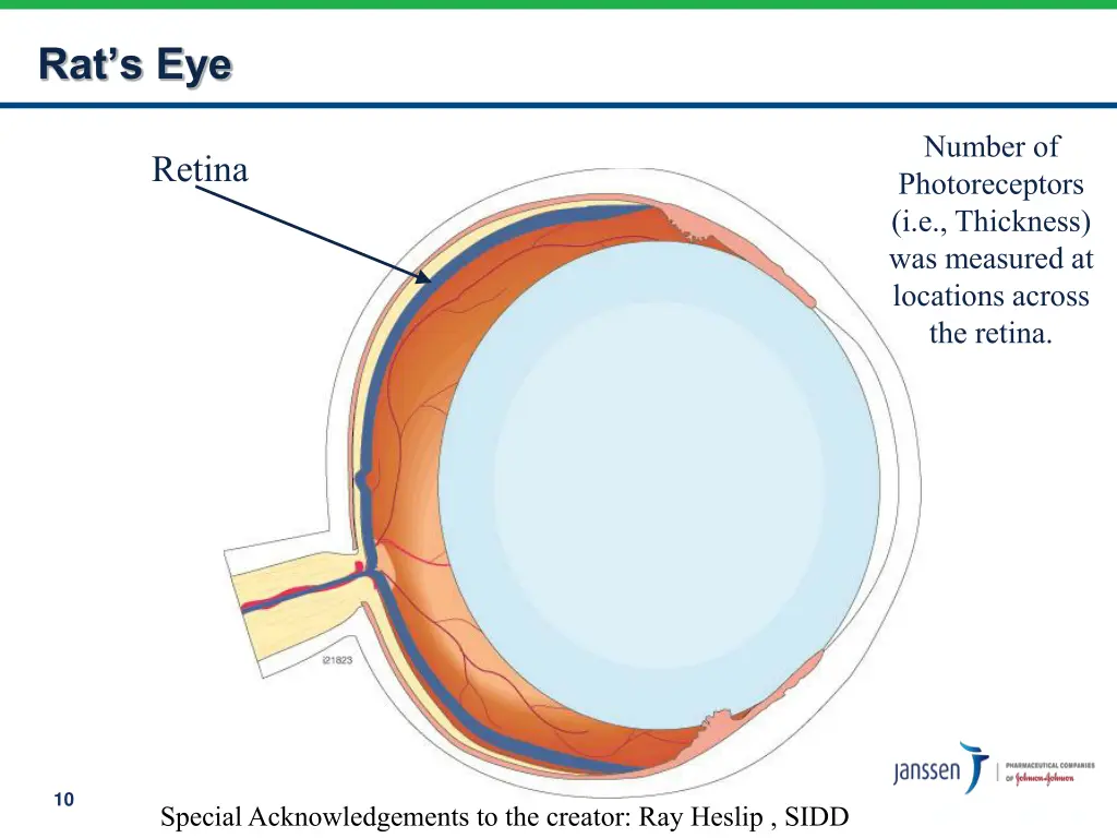 rat s eye