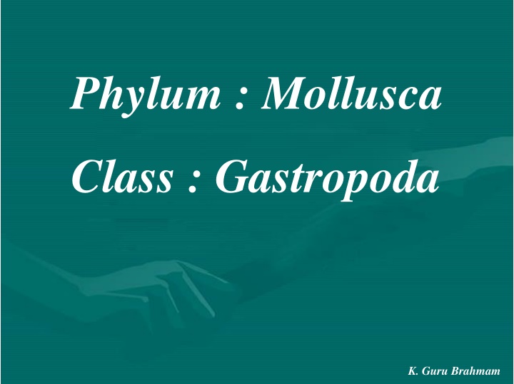 phylum mollusca