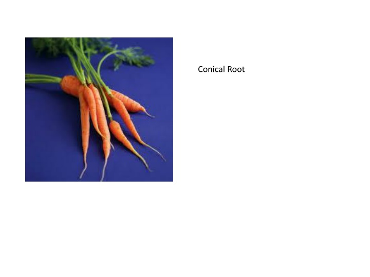 conical root