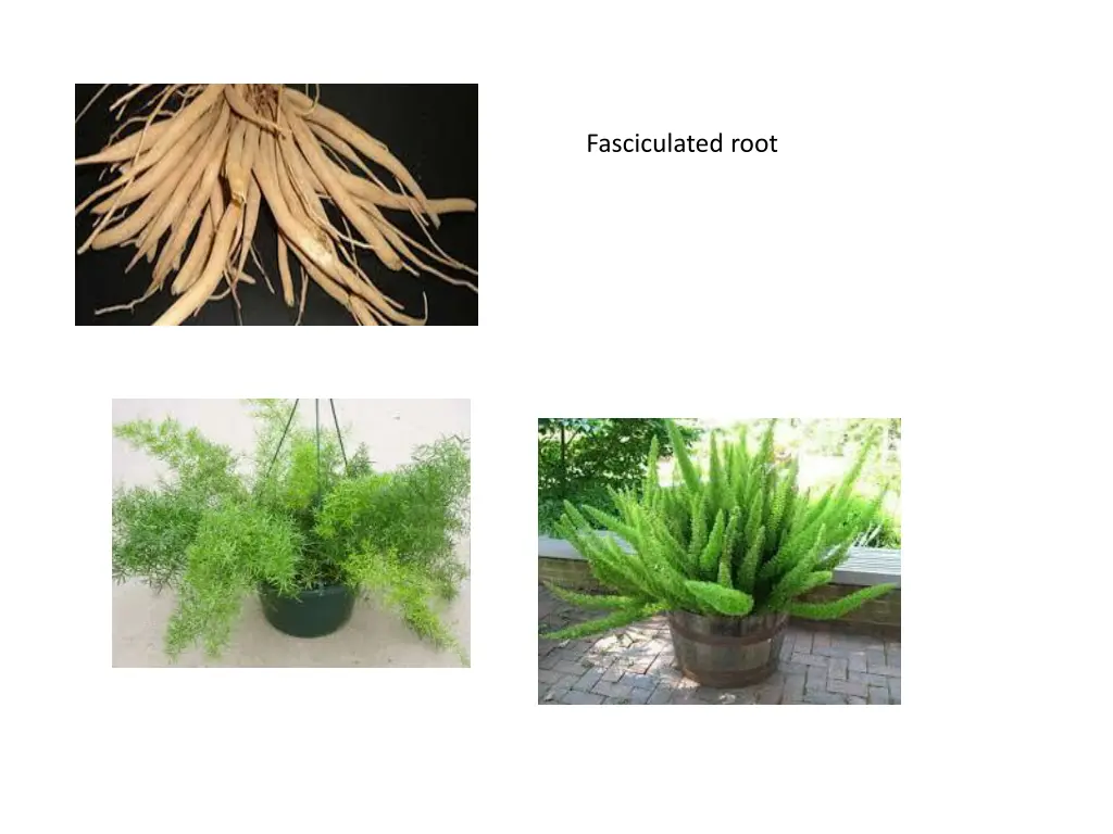 fasciculated root