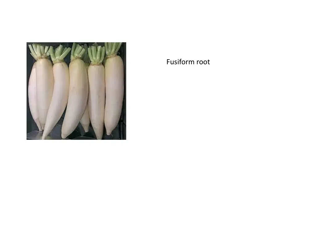 fusiform root