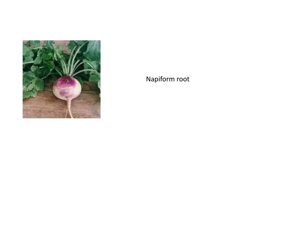 napiform root