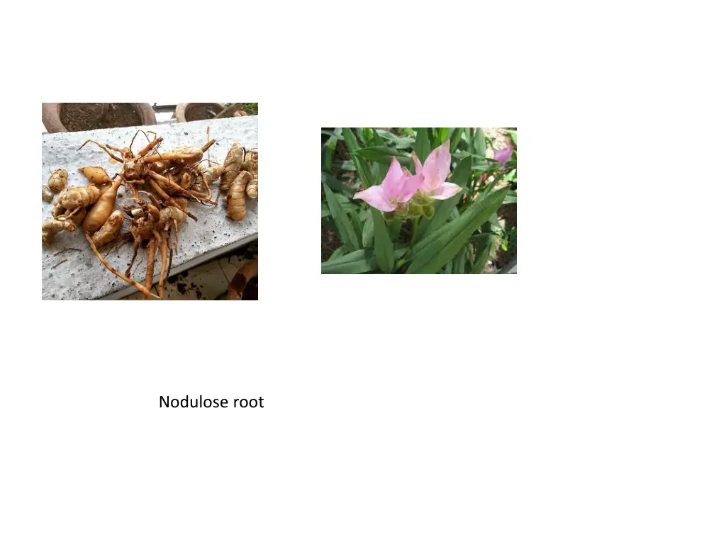 nodulose root