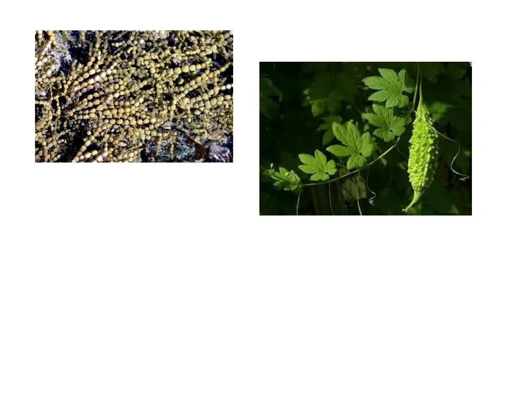 slide11