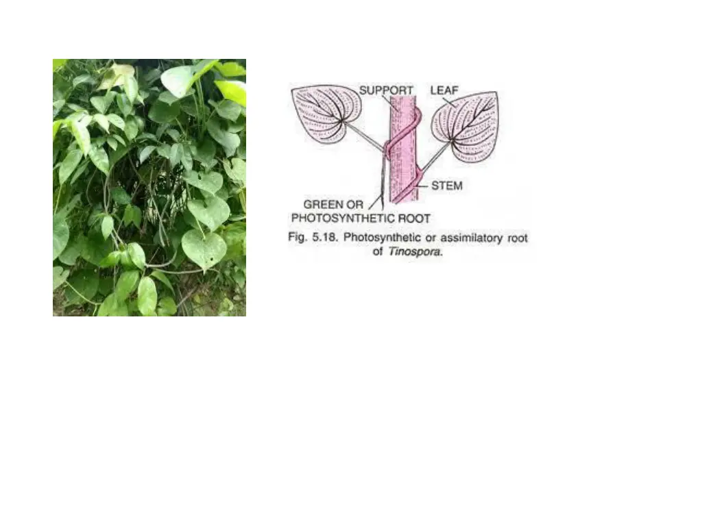 slide15
