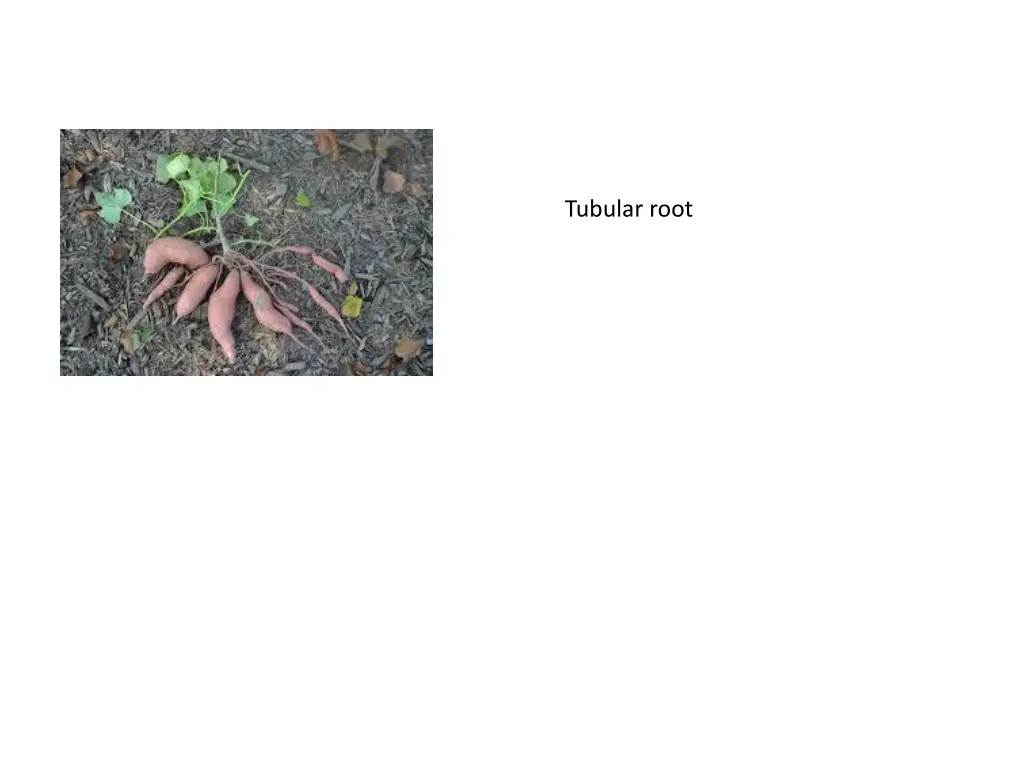 tubular root