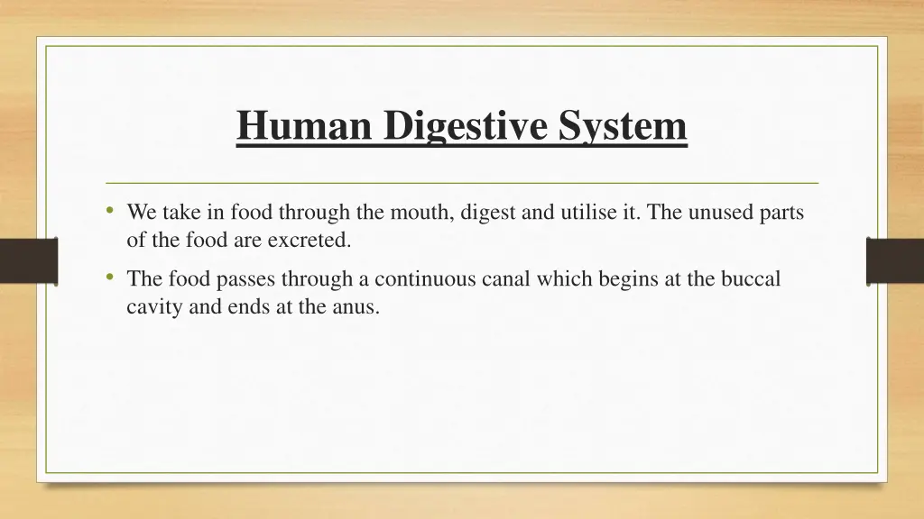 human digestive system