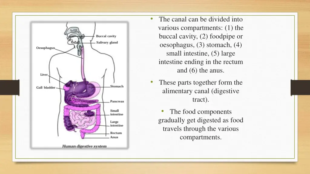 the canal can be divided into various