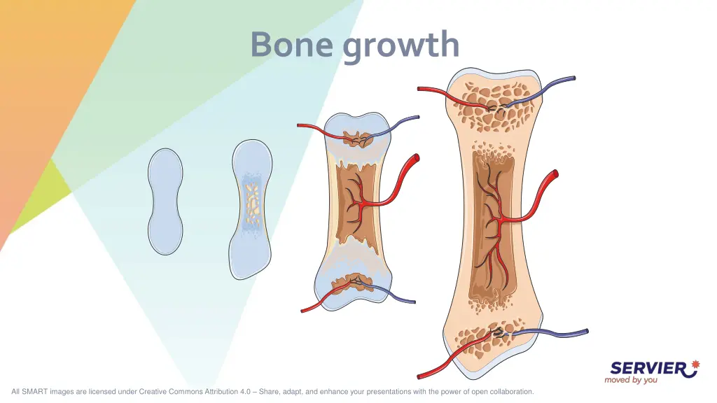 bone growth