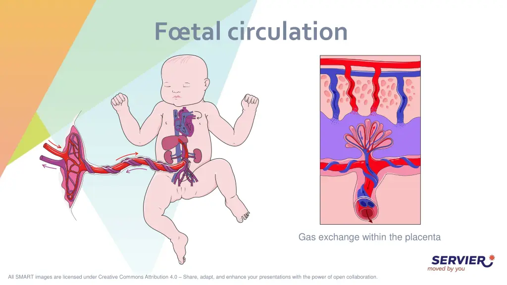 f tal circulation