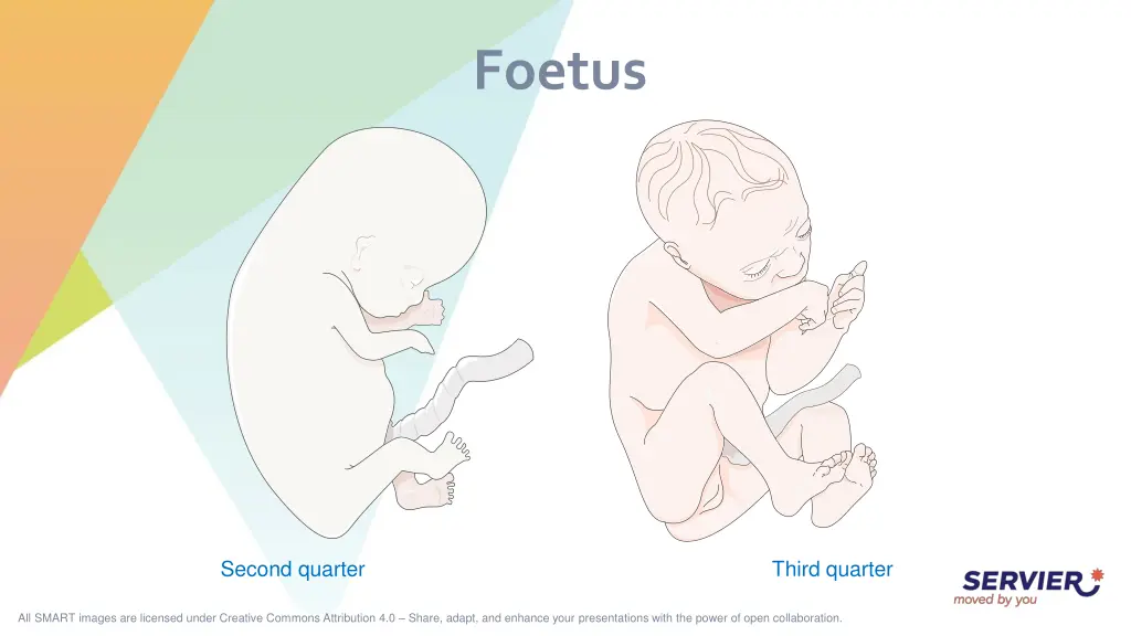 foetus